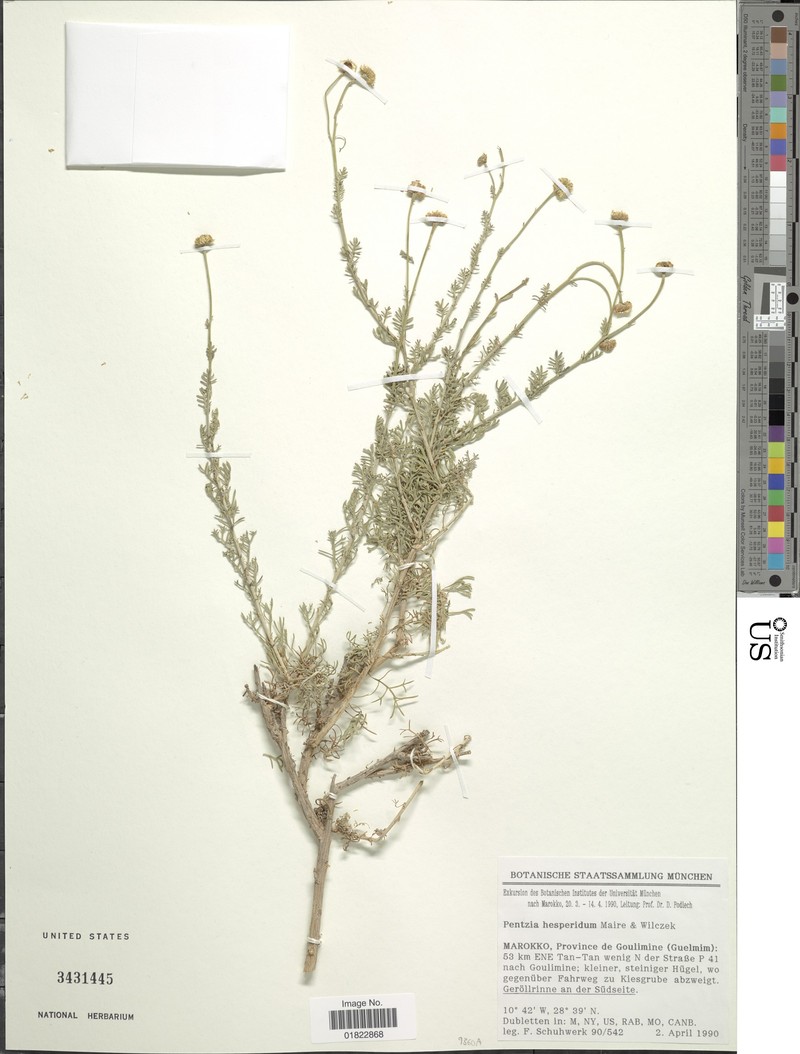 Pentzia hesperidum photo 5