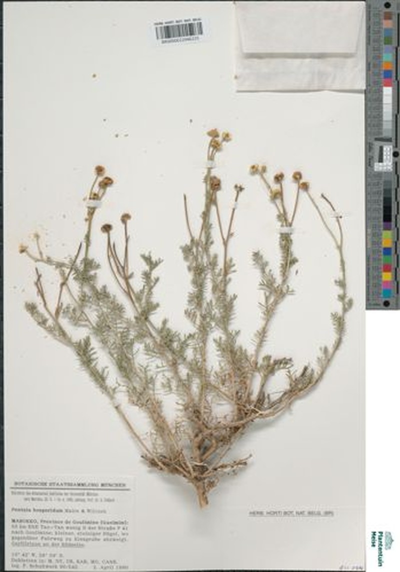 Pentzia hesperidum photo 6
