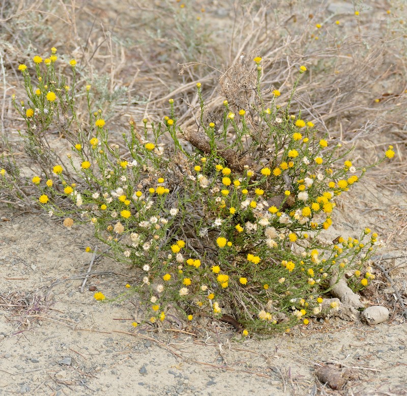 African Sheepbush photo 2
