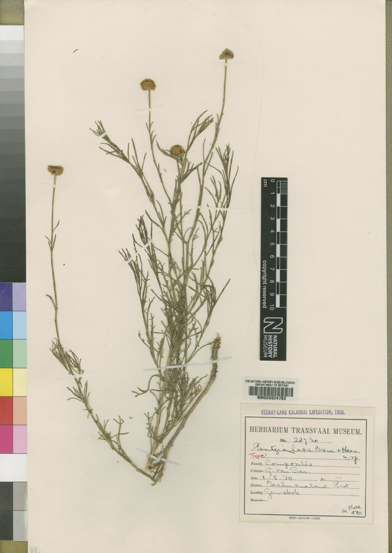 Pentzia laxa