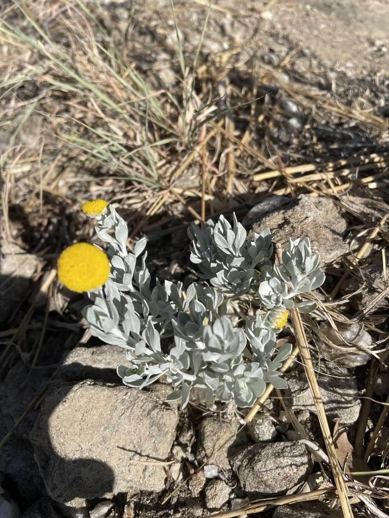 Pentzia monocephala