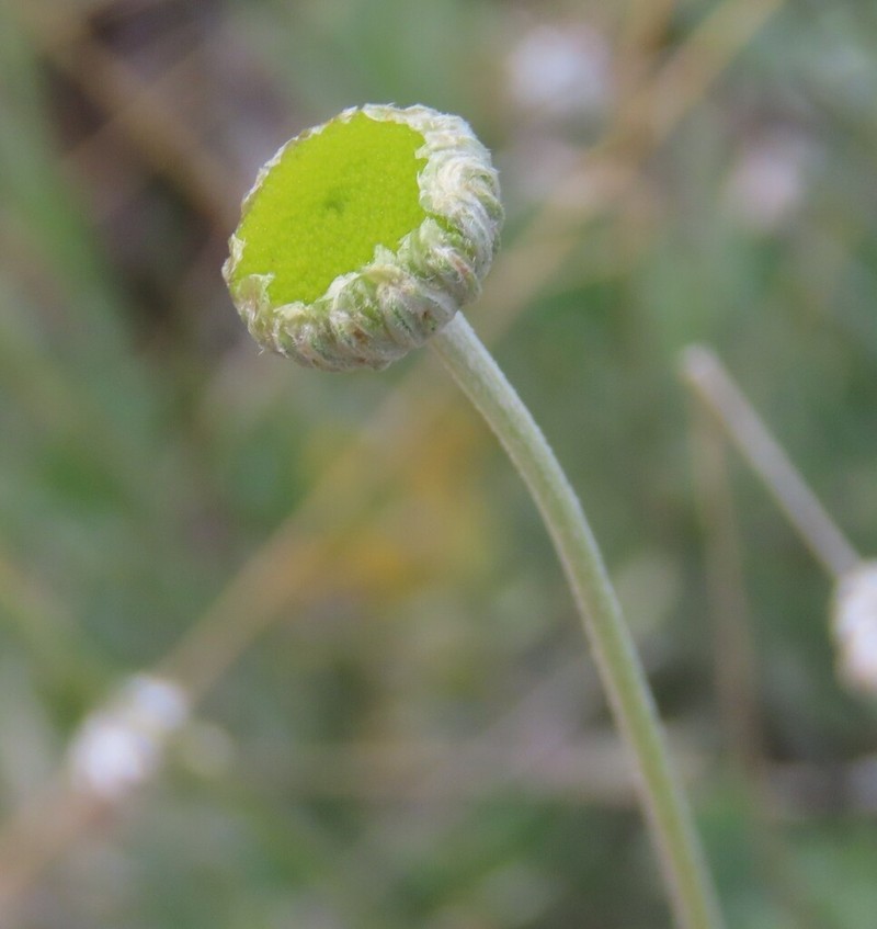 Pentzia monocephala photo 2