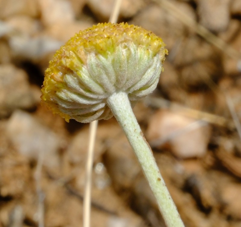 Pentzia monocephala photo 3