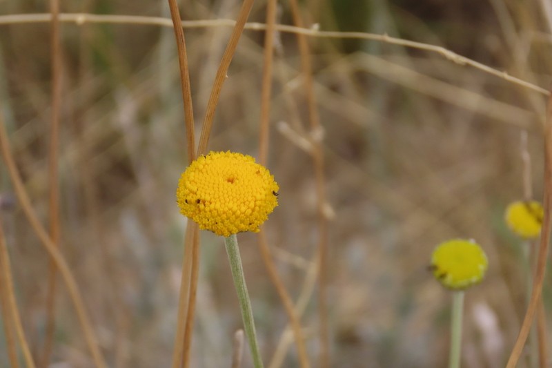 Pentzia monocephala photo 4