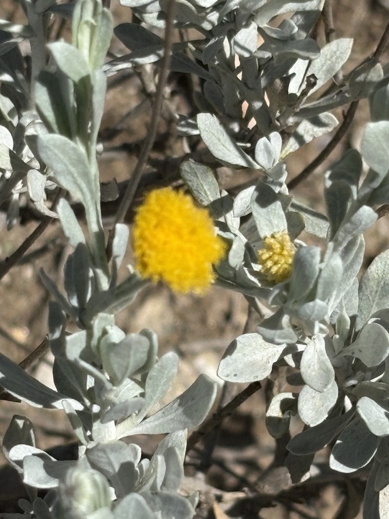 Pentzia monocephala photo 5