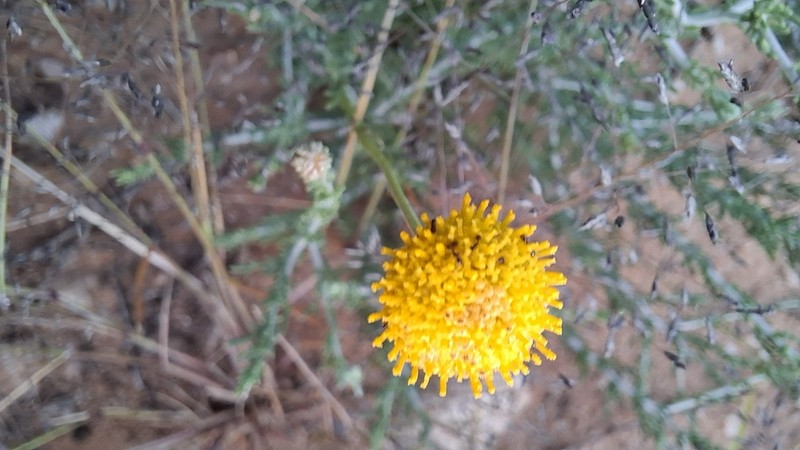 Pentzia monocephala photo 6