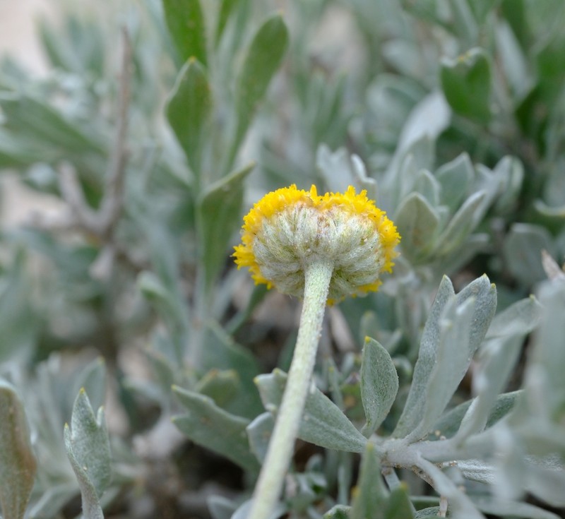 Pentzia monocephala photo 7