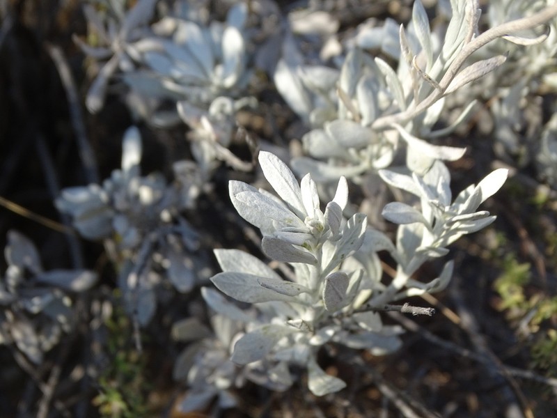 Pentzia monocephala photo 8