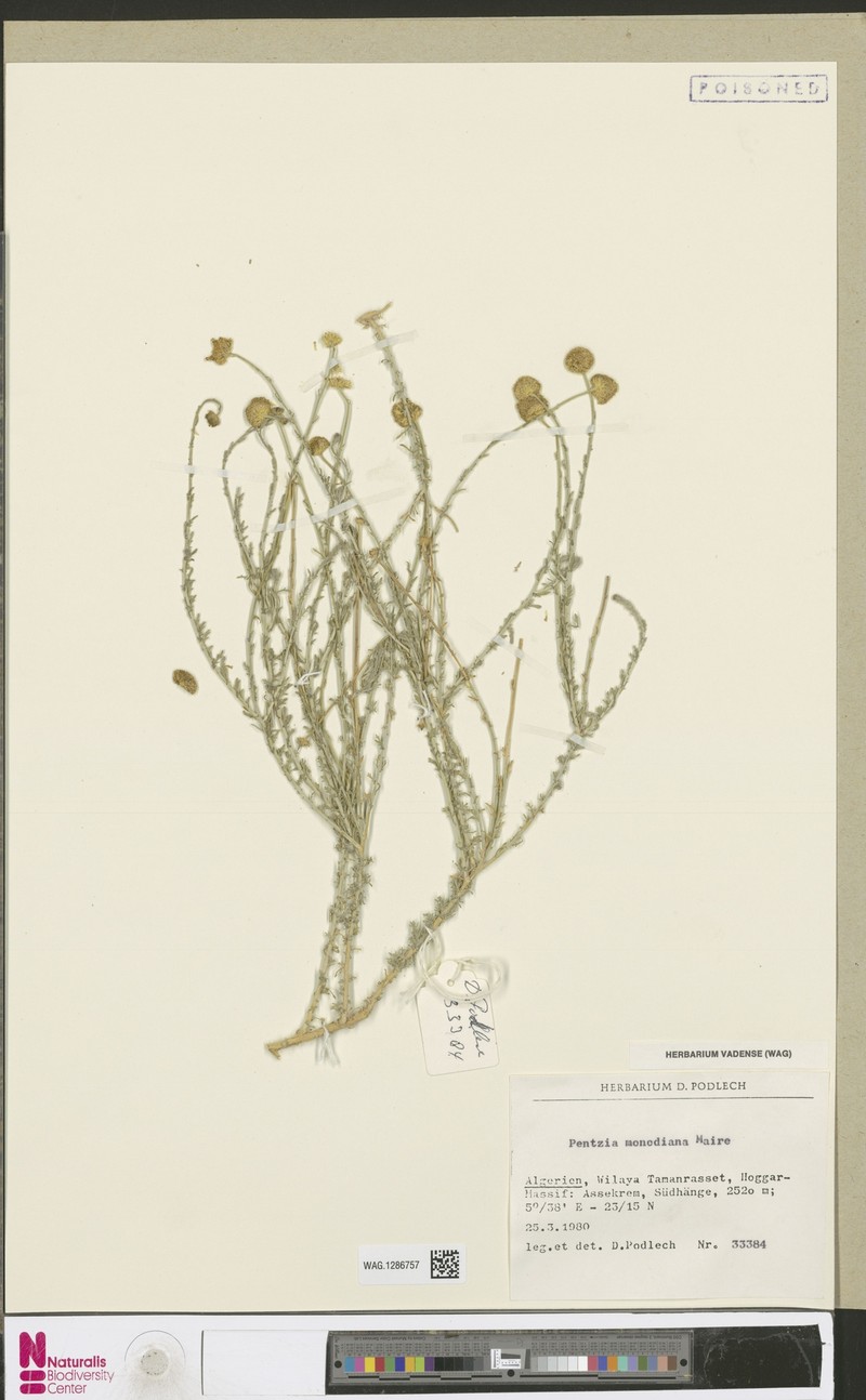 Pentzia monodiana photo 4
