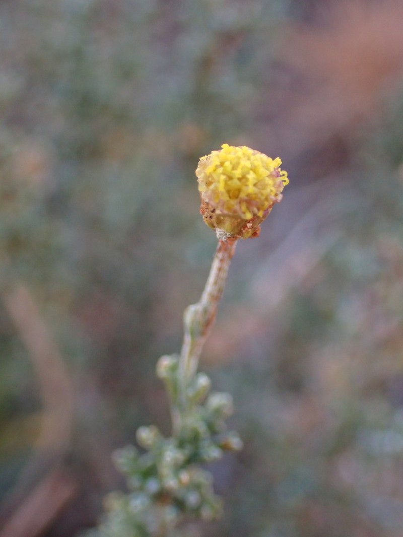 Pentzia oppositifolia