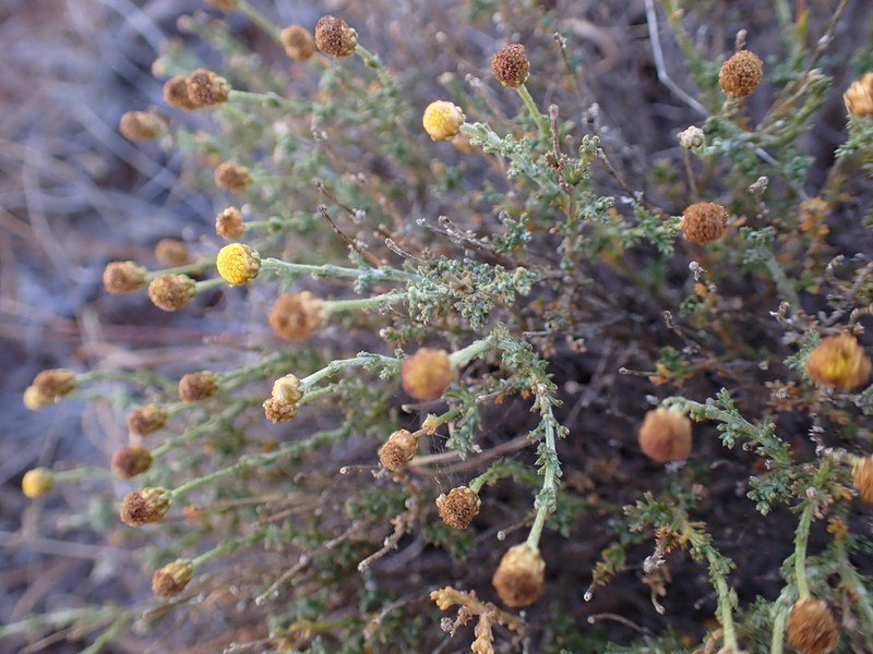 Pentzia oppositifolia photo 2