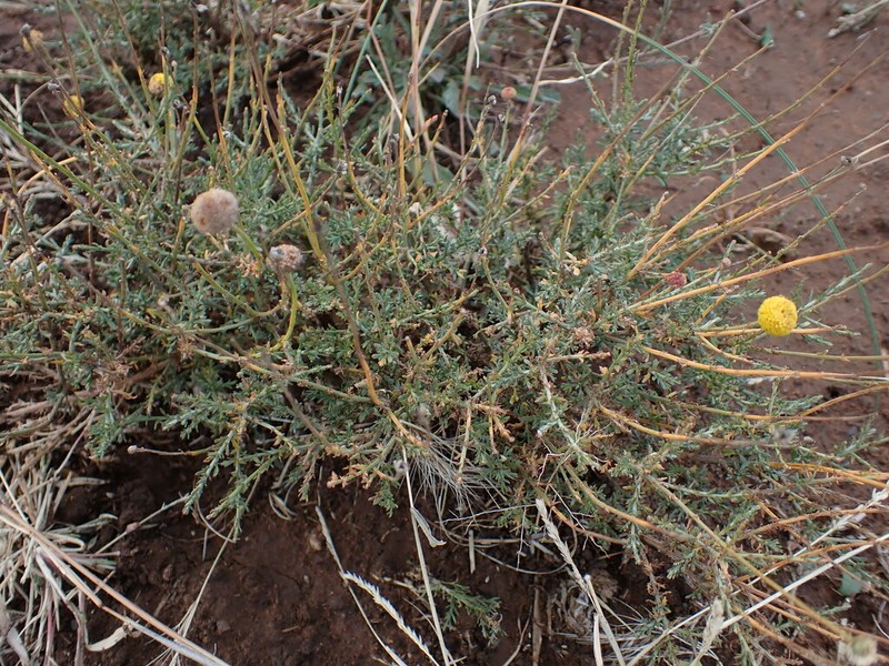 Pentzia oppositifolia photo 3
