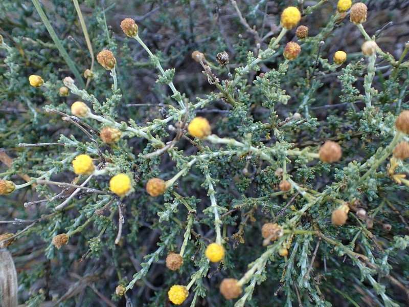 Pentzia oppositifolia photo 4