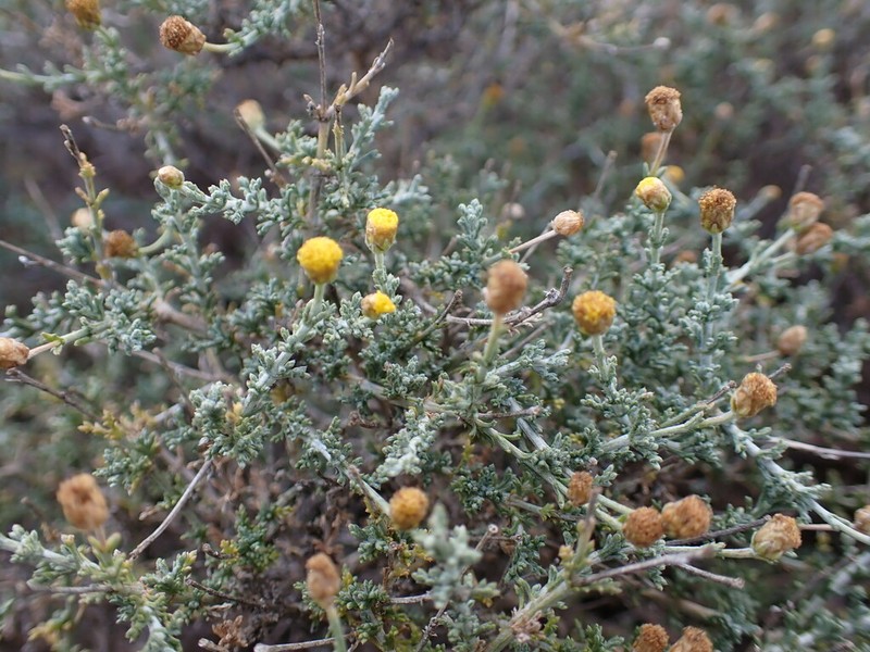 Pentzia oppositifolia photo 5