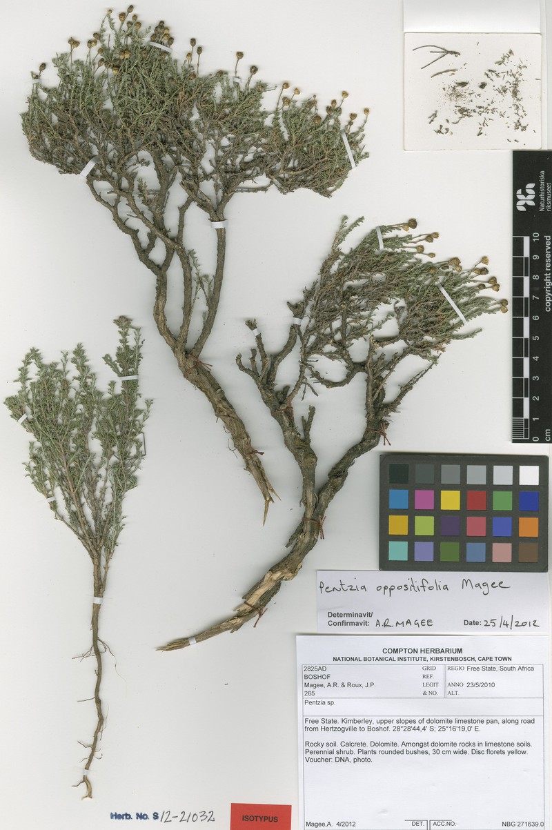 Pentzia oppositifolia photo 6