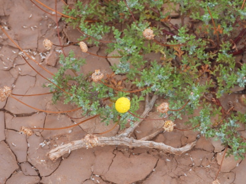 Pentzia peduncularis photo 2