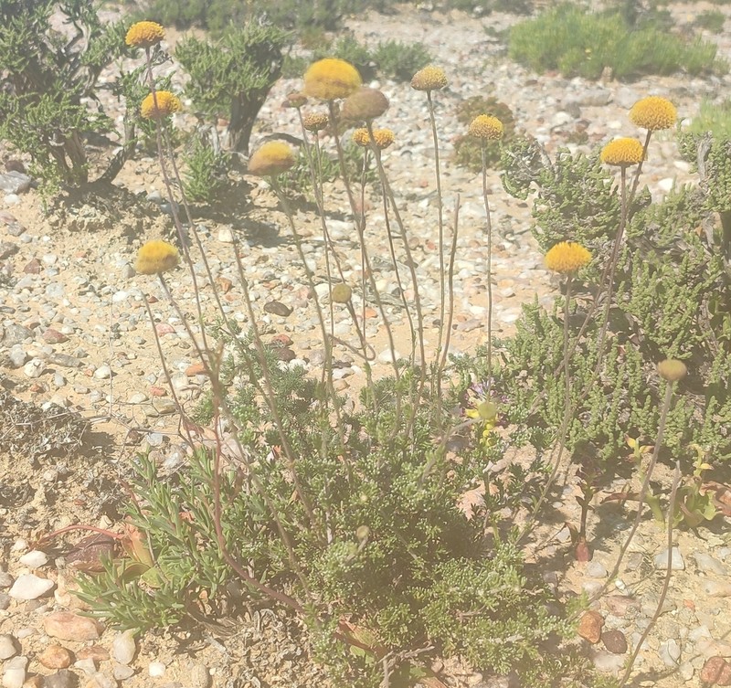 Pentzia peduncularis photo 3
