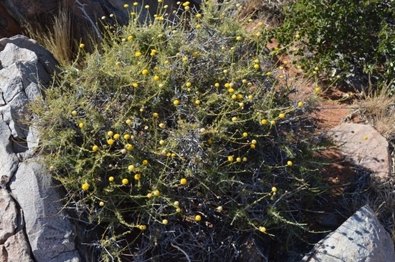 Pentzia peduncularis photo 4