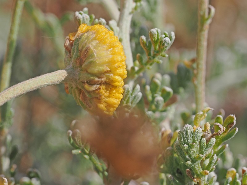 Pentzia peduncularis photo 5