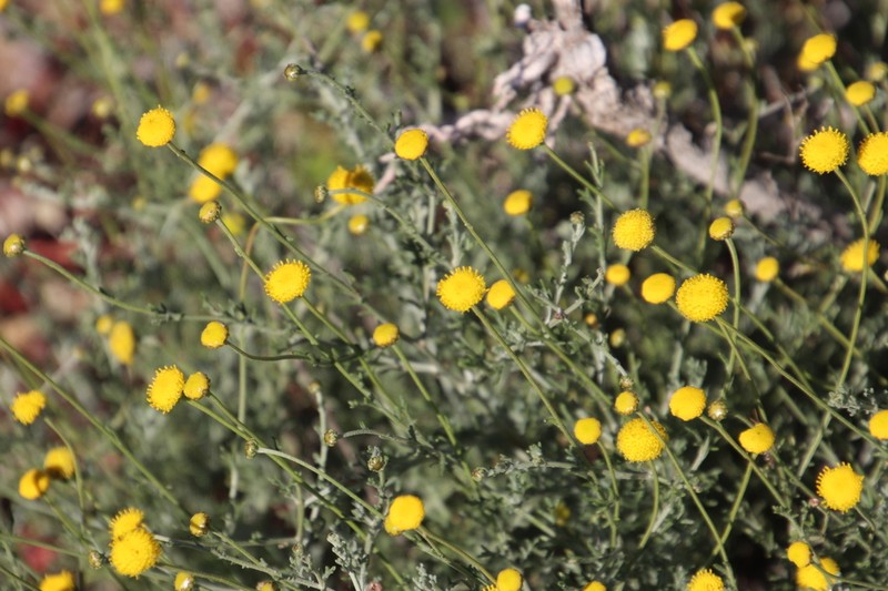 Pentzia peduncularis photo 6