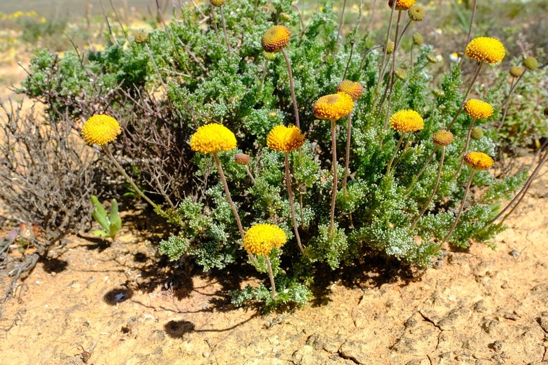 Pentzia peduncularis photo 7