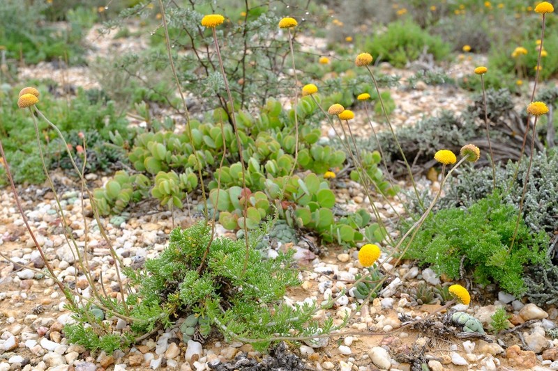 Pentzia peduncularis photo 8