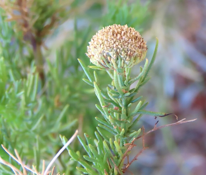 Pentzia pinnatisecta