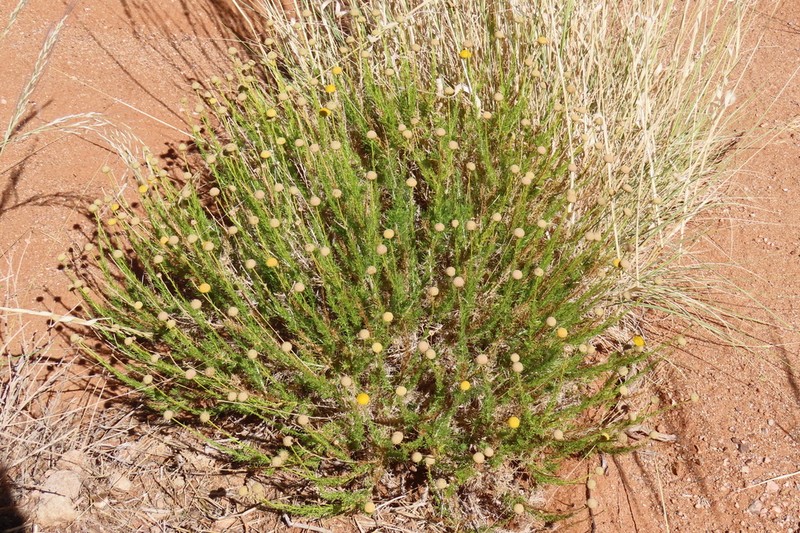 Pentzia pinnatisecta photo 2