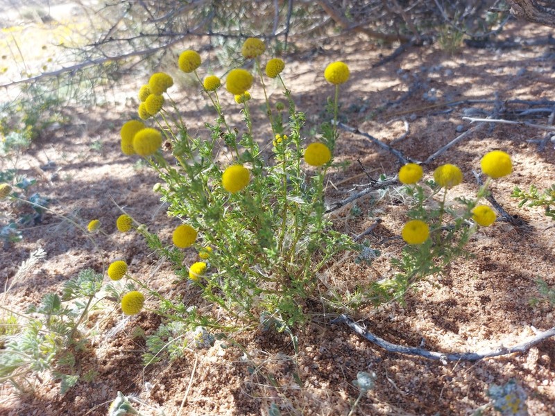 Pentzia pinnatisecta photo 3