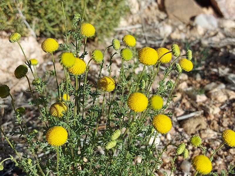 Pentzia pinnatisecta photo 4