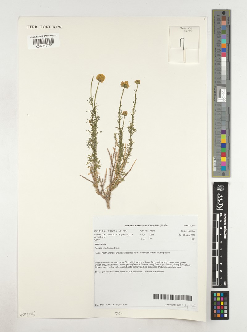 Pentzia pinnatisecta photo 5