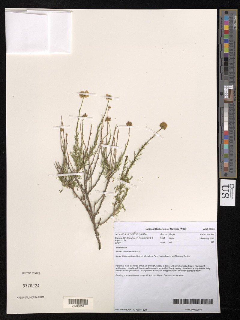 Pentzia pinnatisecta photo 6