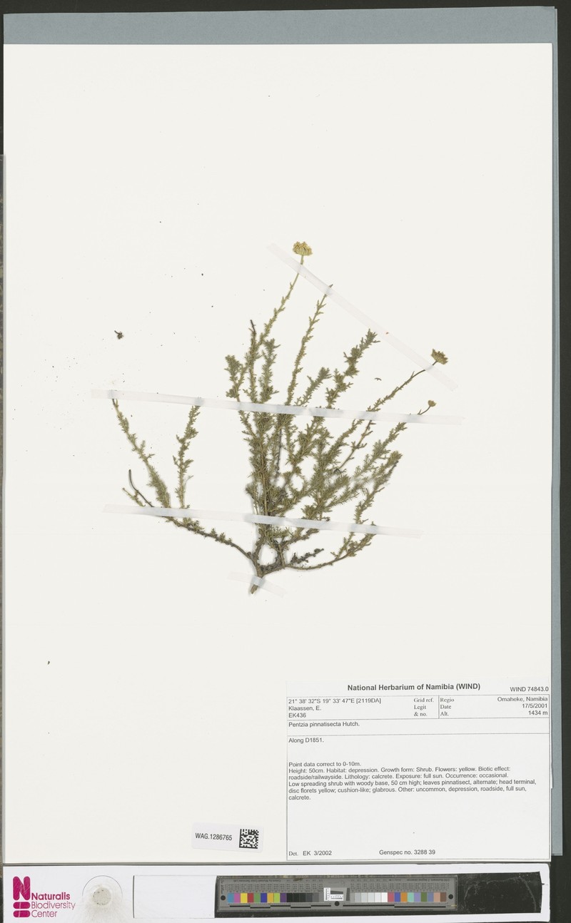Pentzia pinnatisecta photo 7