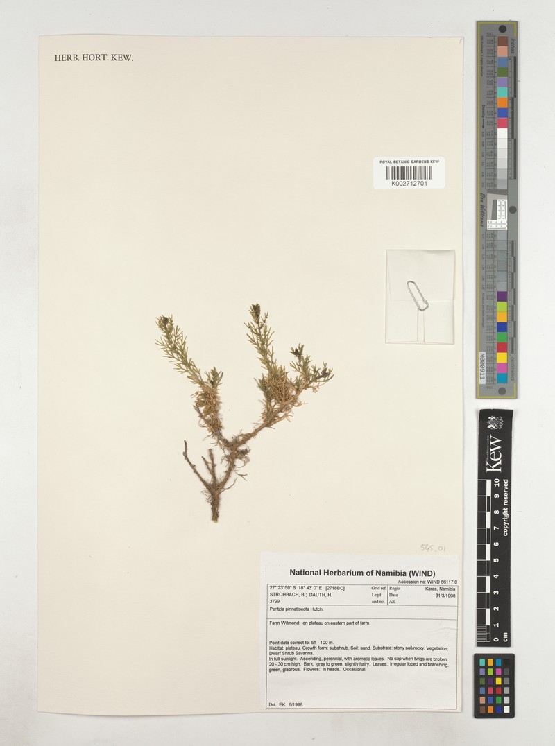 Pentzia pinnatisecta photo 8