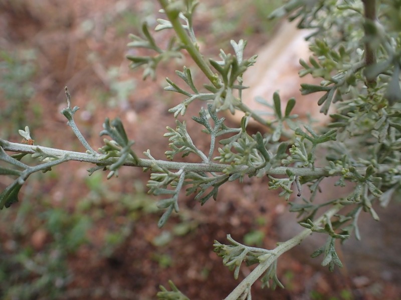 Pentzia punctata