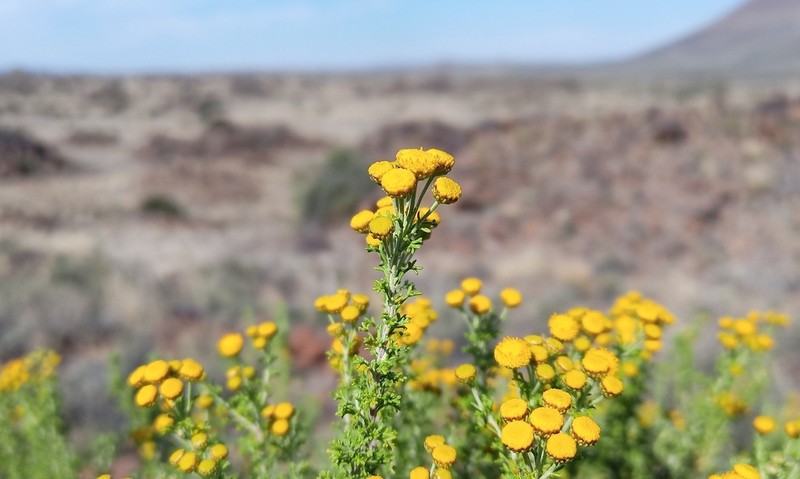 Pentzia punctata photo 2