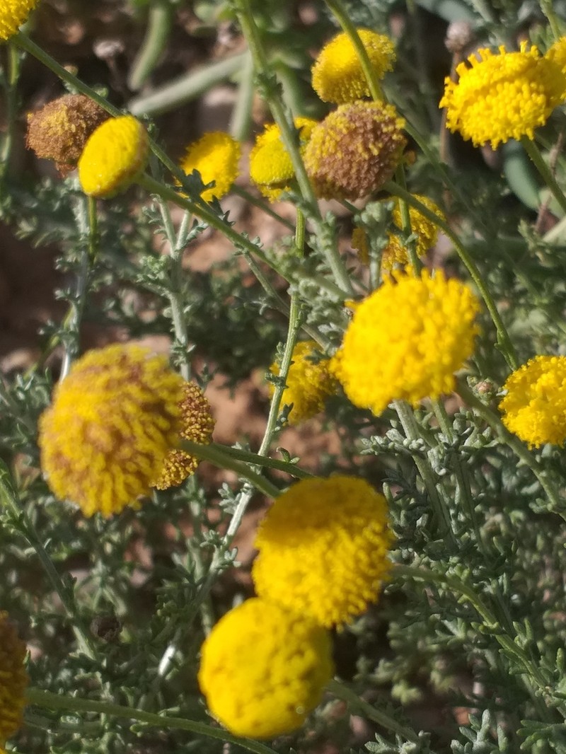Pentzia punctata photo 3