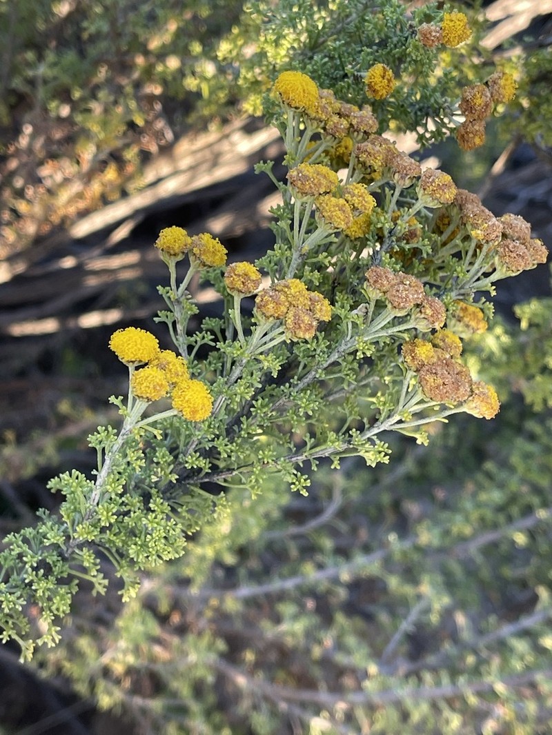 Pentzia punctata photo 4