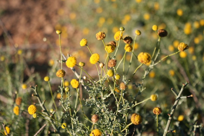 Pentzia punctata photo 5
