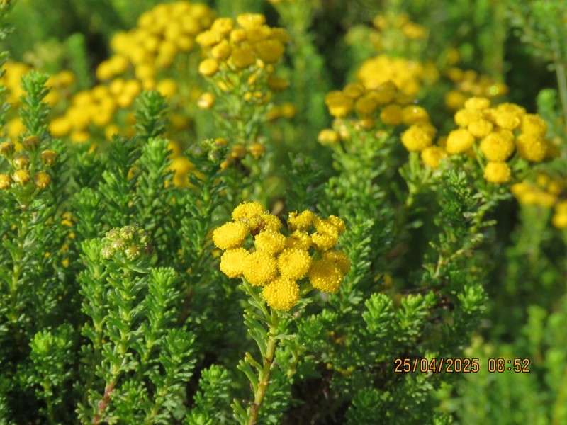 Pentzia punctata photo 6
