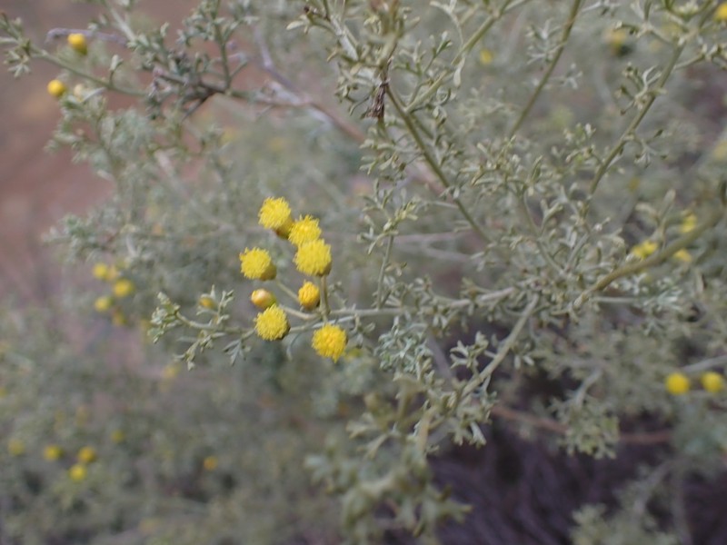 Pentzia punctata photo 7