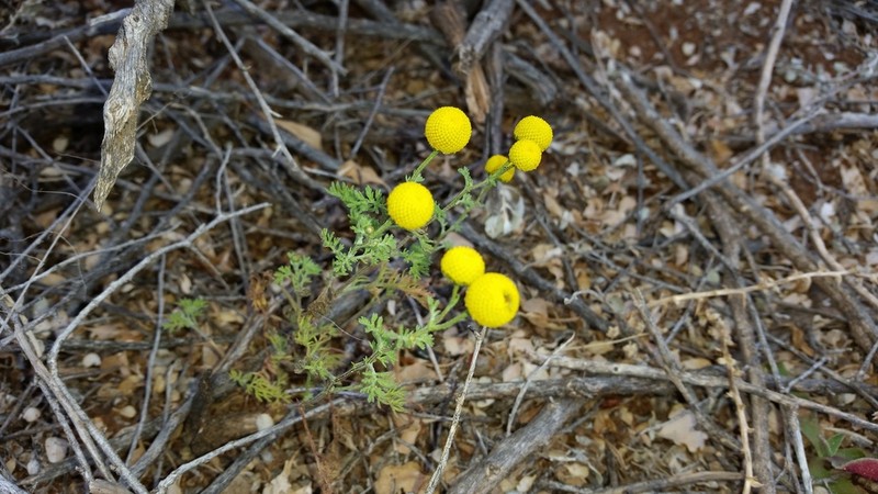 Pentzia punctata photo 8