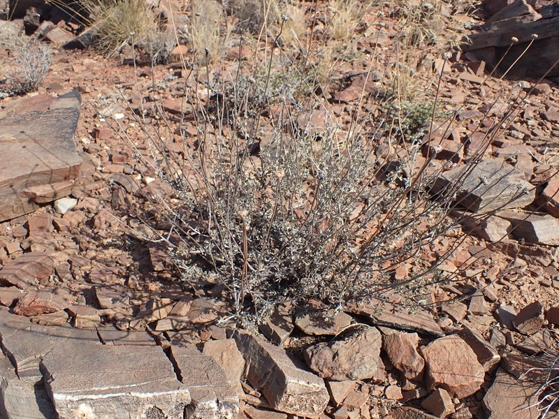 Pentzia quinquefida