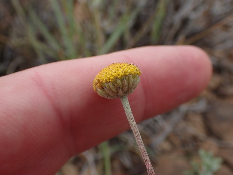 Pentzia quinquefida photo 2