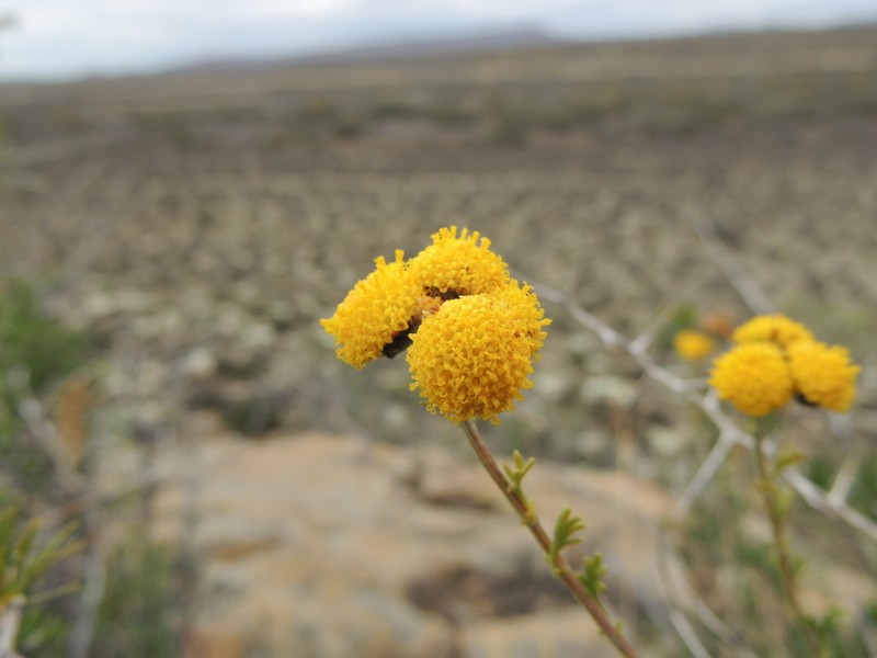 Pentzia quinquefida photo 3