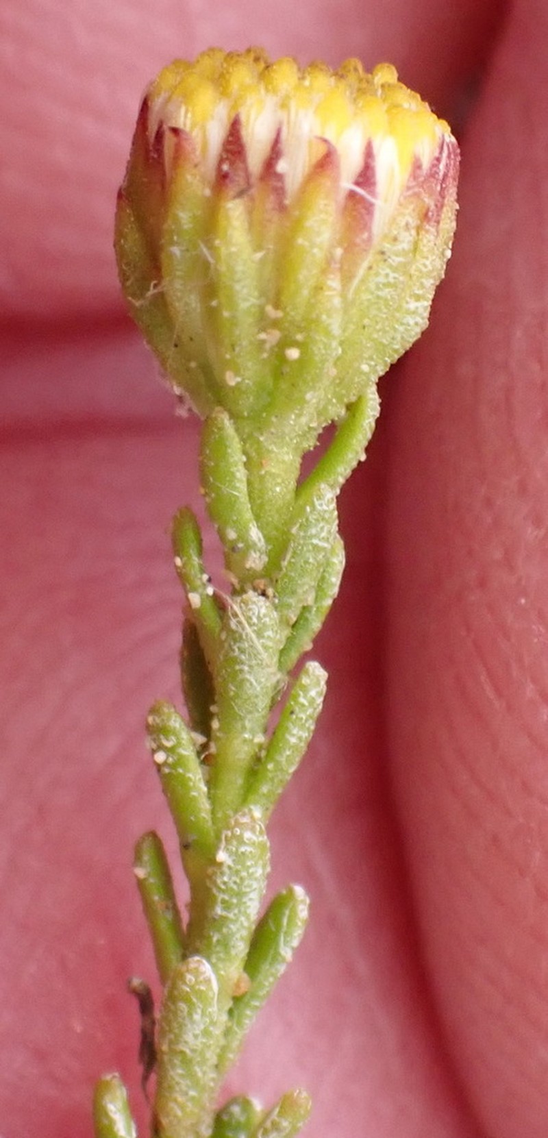 Pentzia quinquefida photo 4
