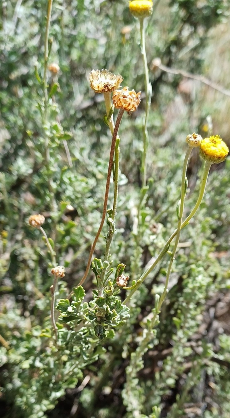 Pentzia quinquefida photo 5