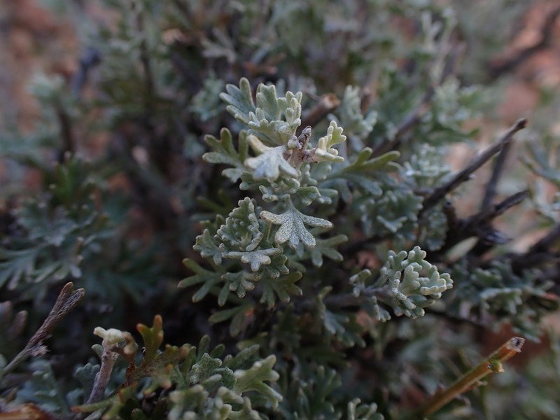 Pentzia quinquefida photo 6