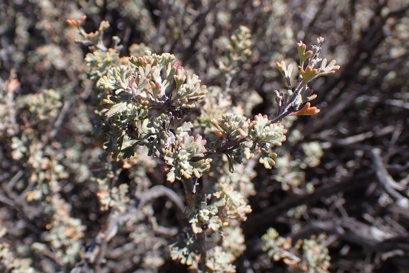 Pentzia quinquefida photo 8