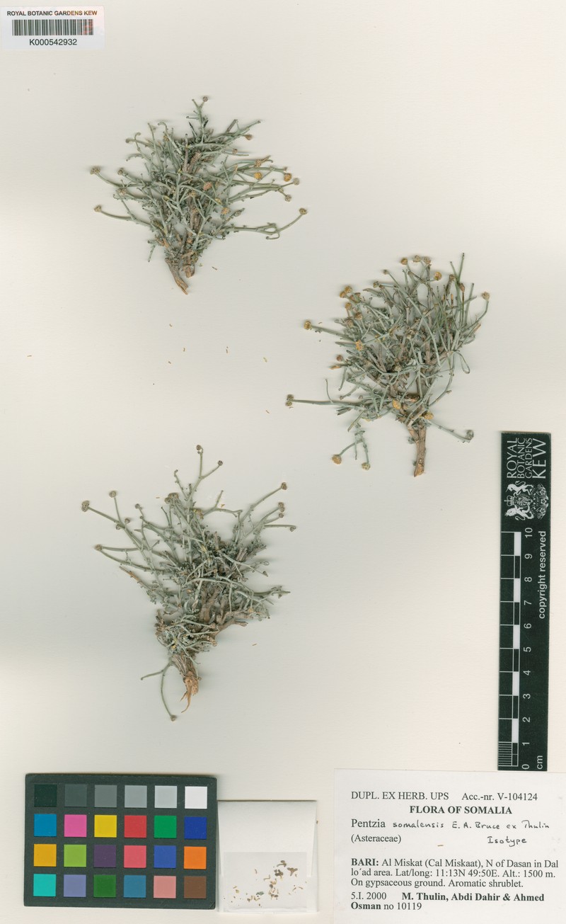 Pentzia somalensis
